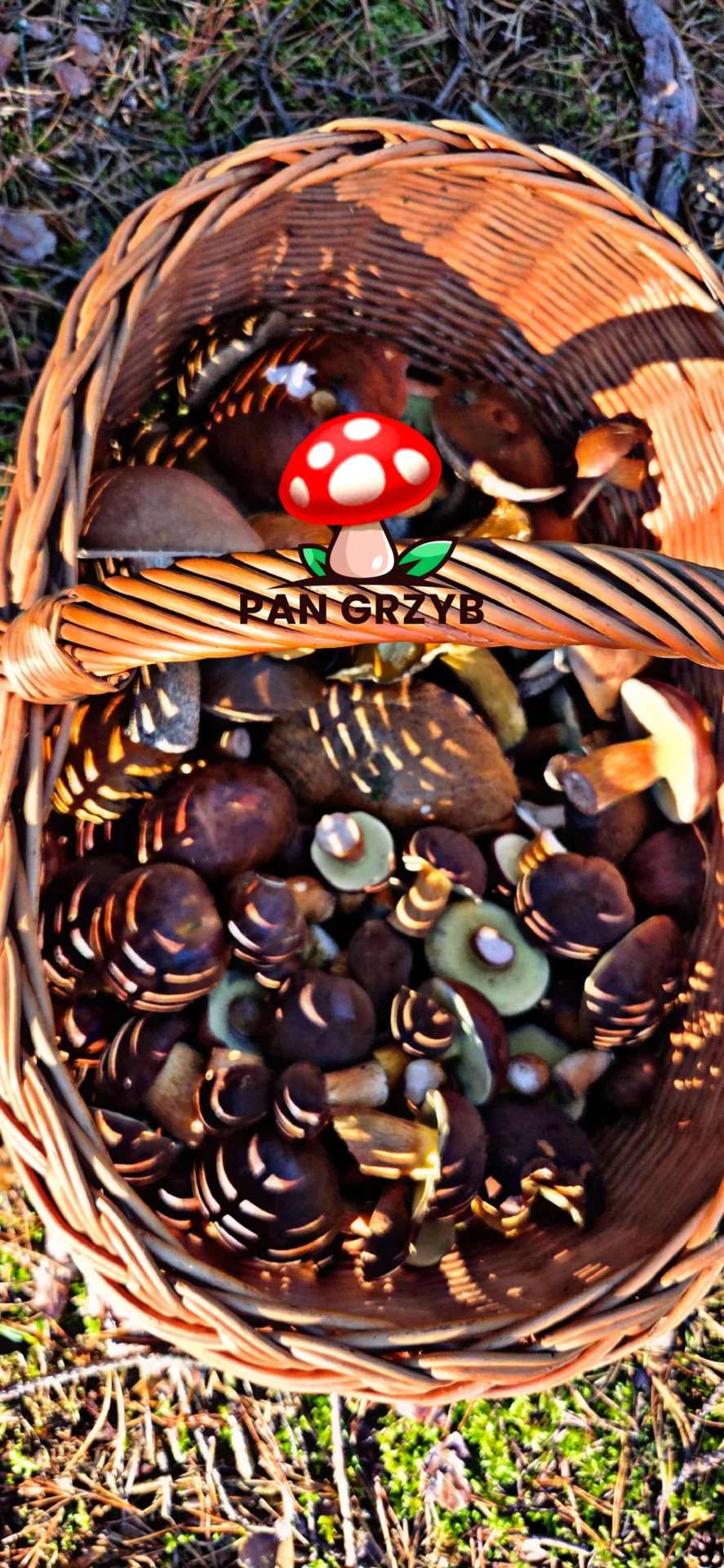 miniatura zgłoszenia